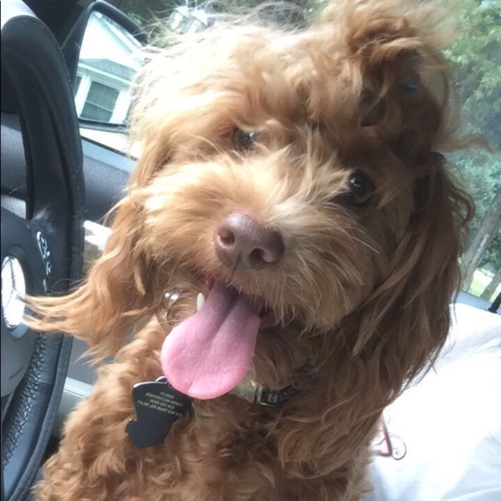 Meet your Posher, Mia
